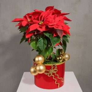 Red Poinsettia