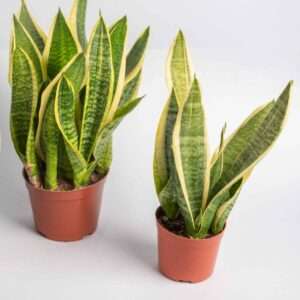 The Snake Plant