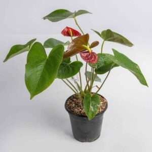 anthurium plant