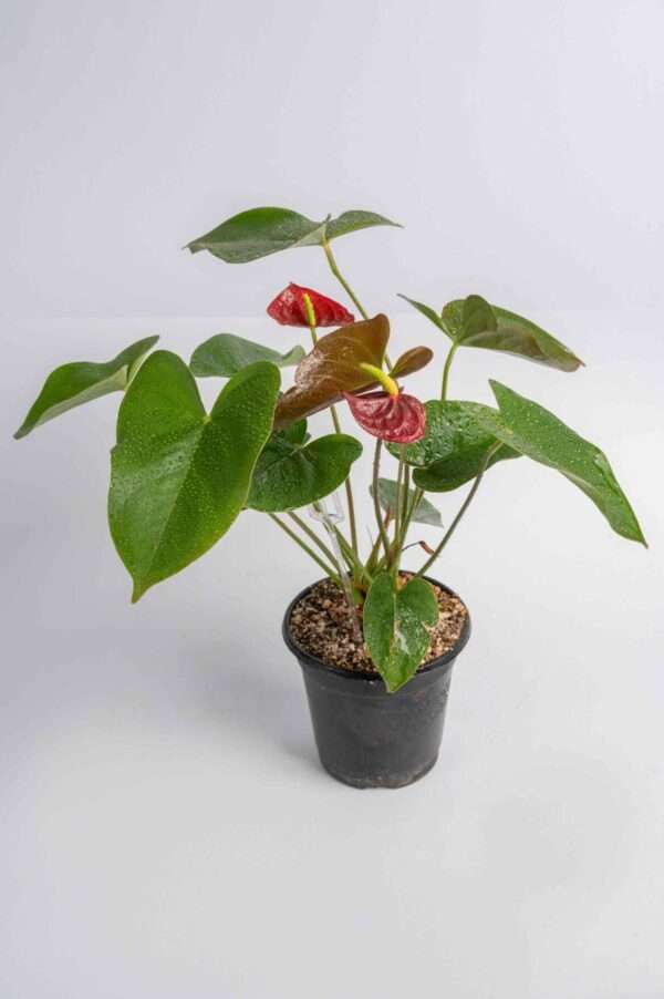 anthurium plant