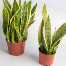 Plants