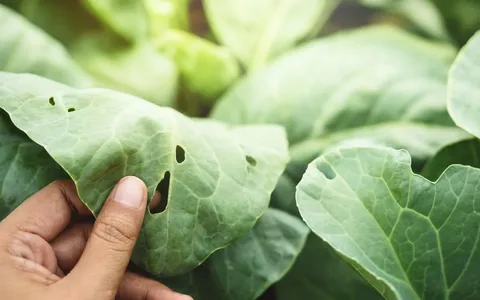 Diseases on flowers