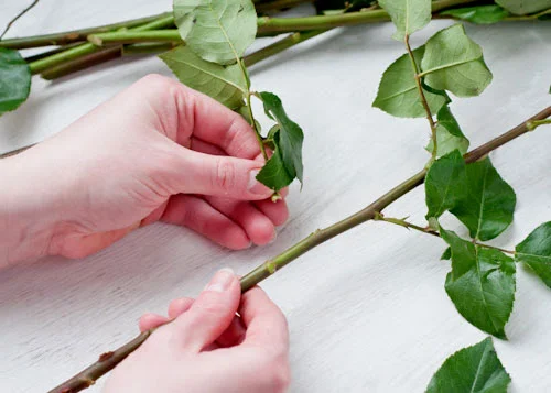 Remove leaves from fresh flowers